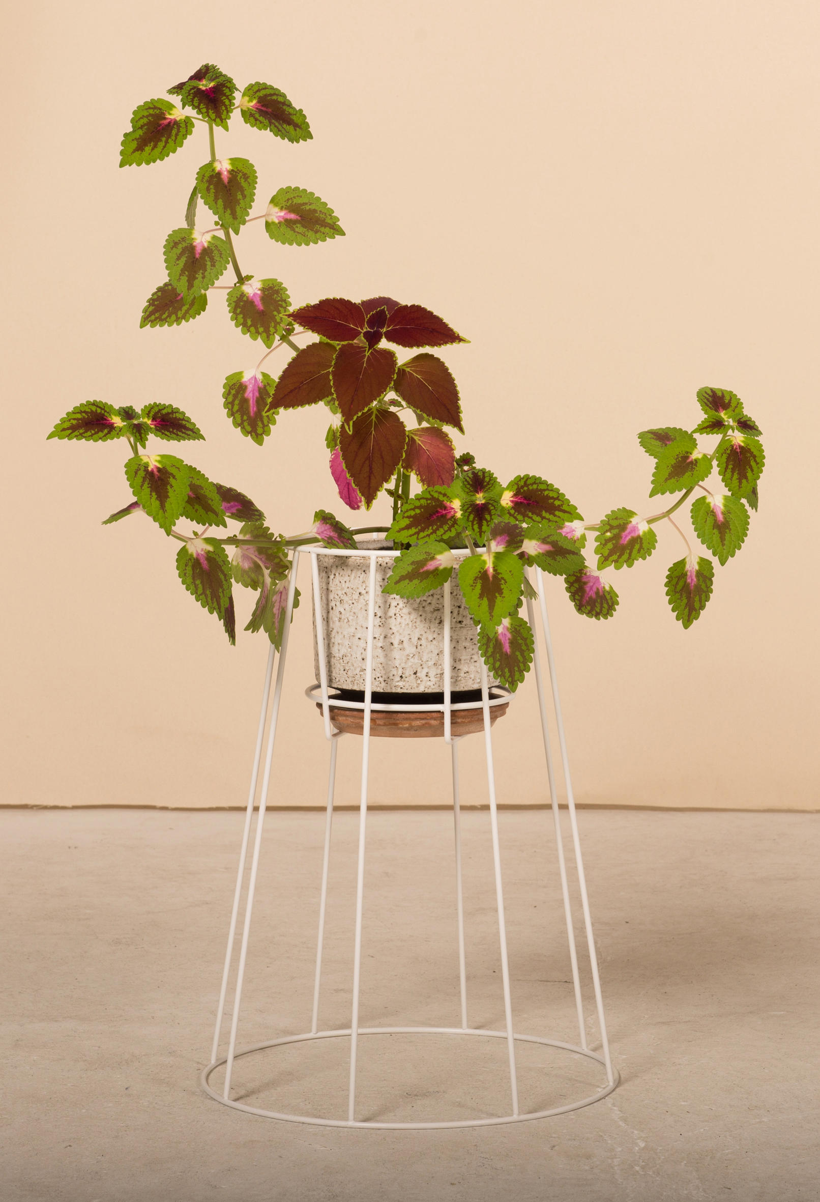 开云手机入口 - 附件|花器|办公家具|开云中国家具|西布莉植物架